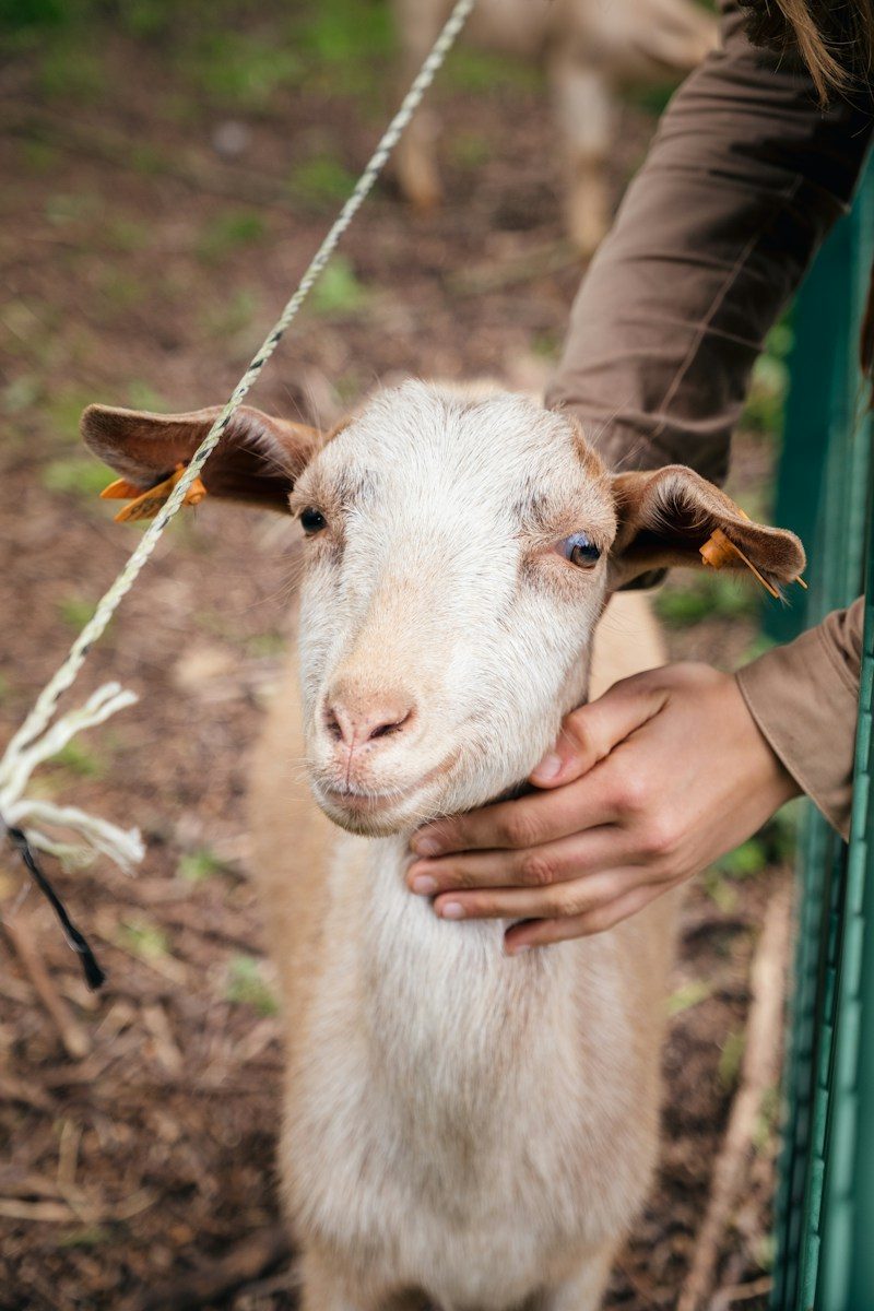 a goat being held by a person in a field