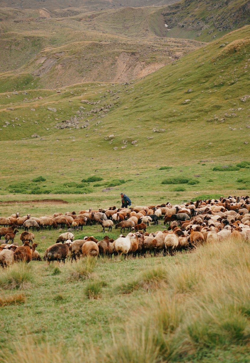 A herd of sheep walking across a lush green field
